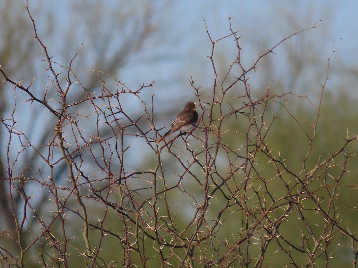 Black Phoebe - Anne (Webster) Leight