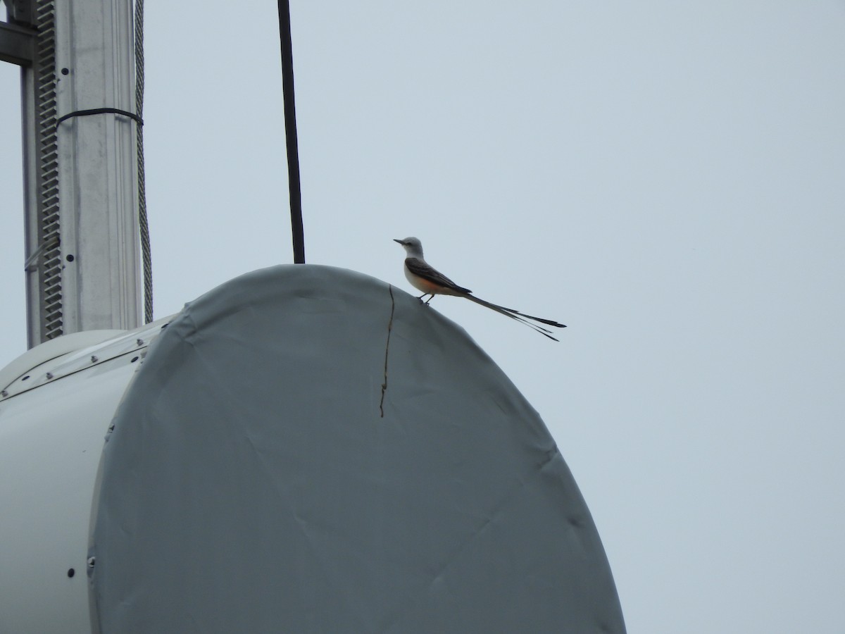 Scissor-tailed Flycatcher - ML616261218