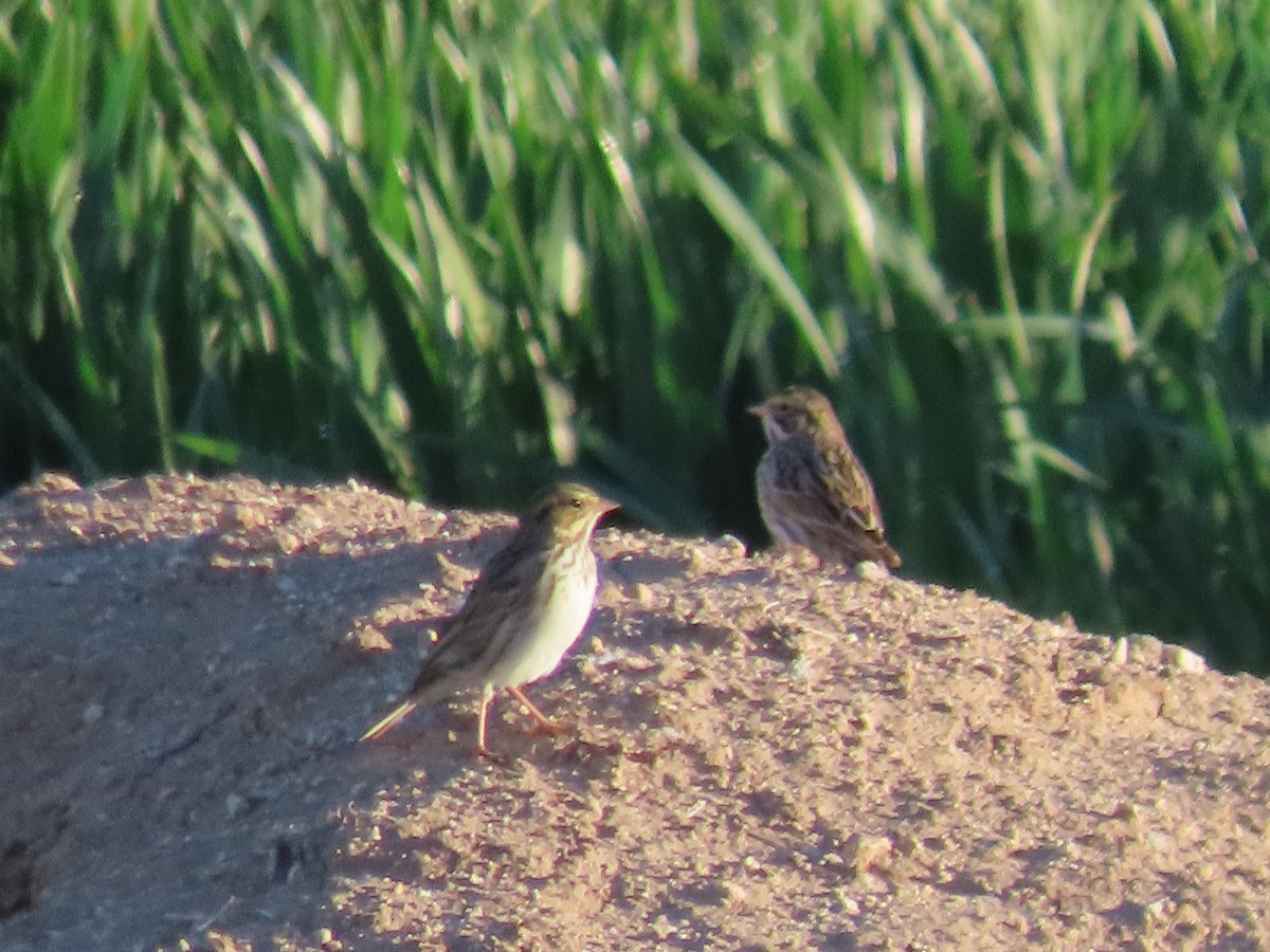 Savannah Sparrow - ML616261223