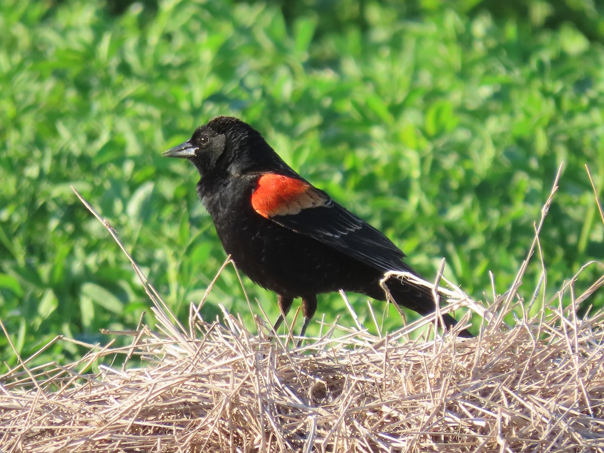 Red-winged Blackbird - ML616261244