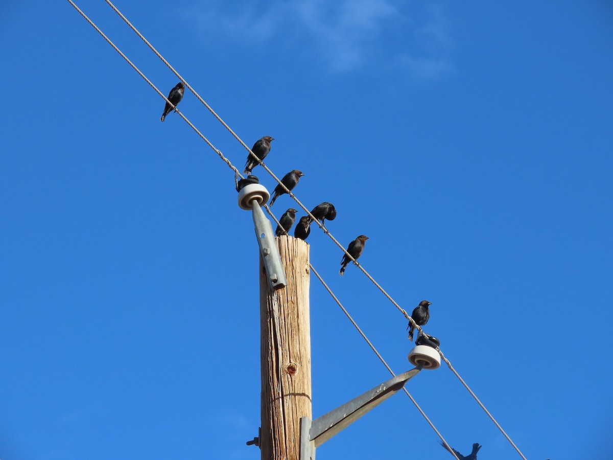 Brown-headed Cowbird - ML616261254