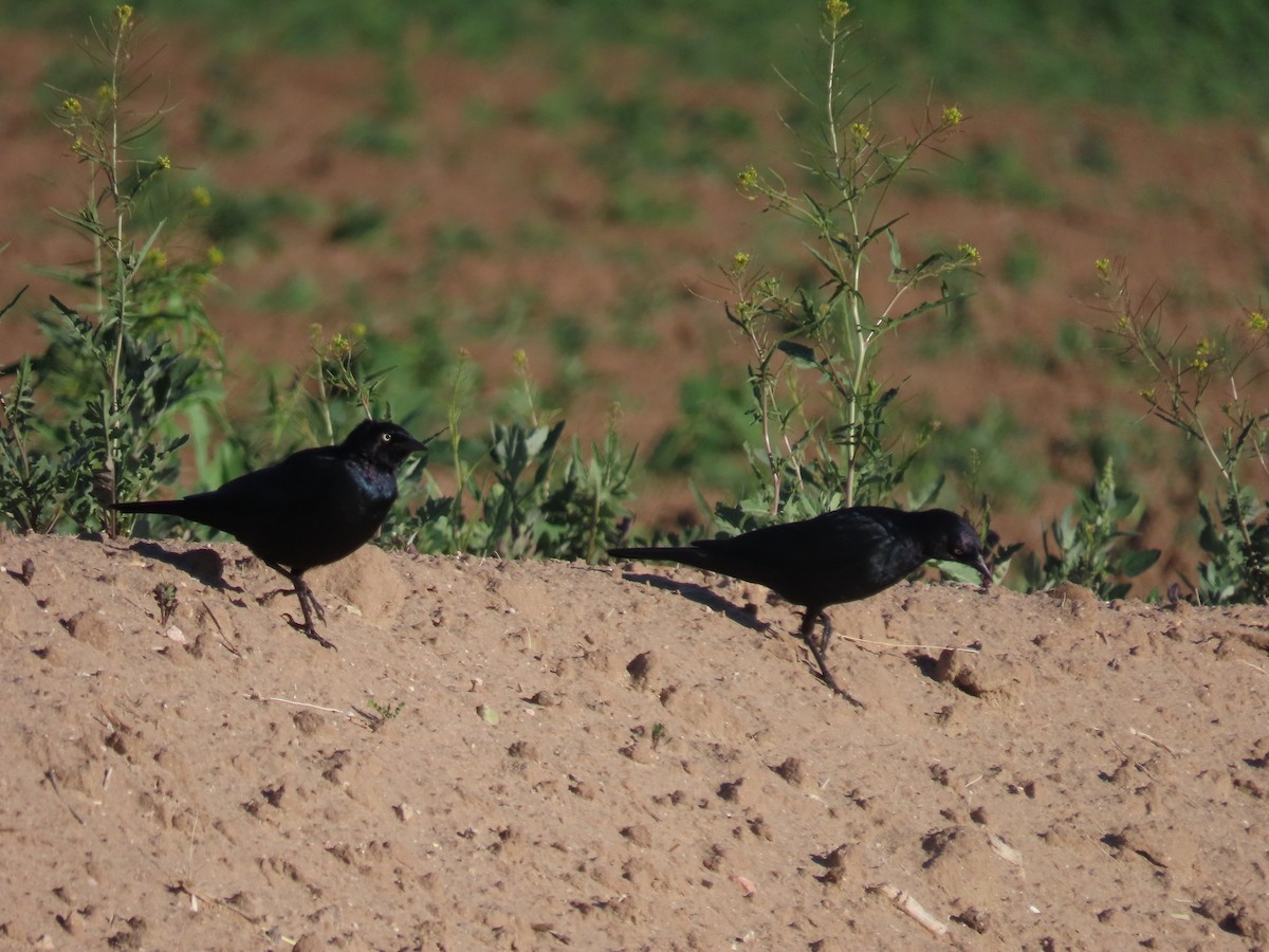 Brewer's Blackbird - ML616261265