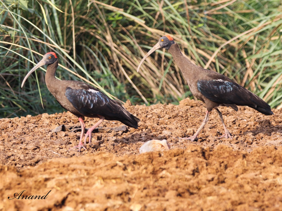 Red-naped Ibis - ML616261279