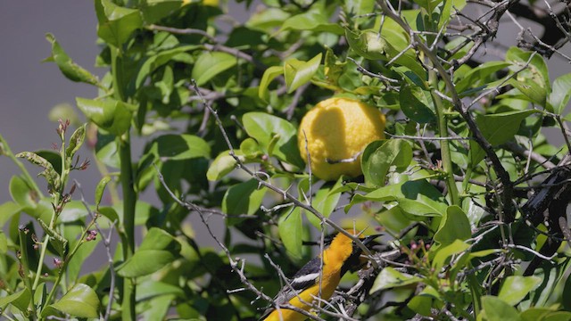 Hooded Oriole - ML616261315