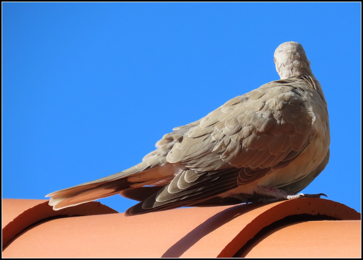 Eurasian Collared-Dove - Peter Gordon