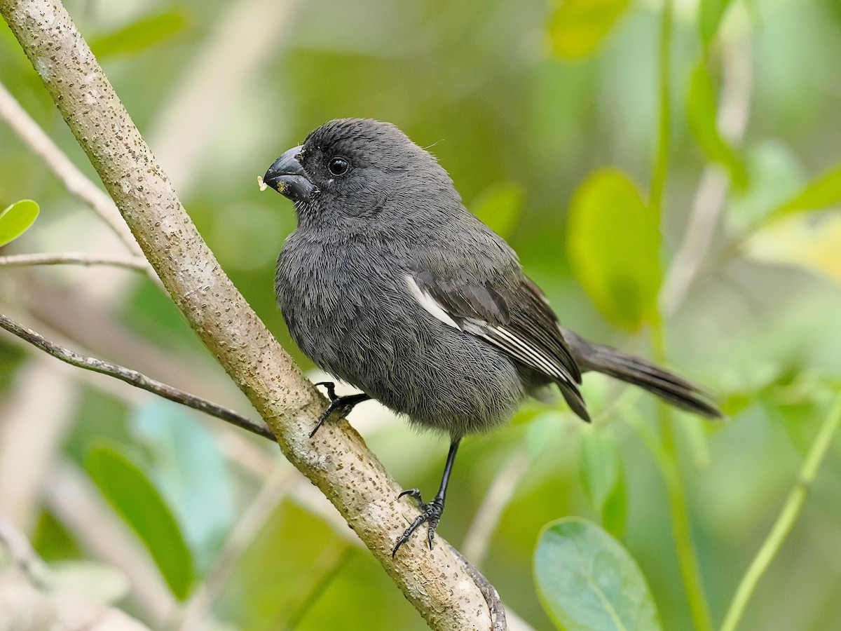 Grand Cayman Bullfinch - ML616261390