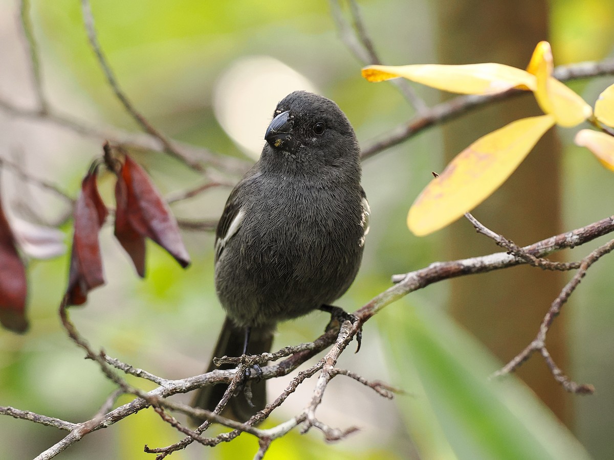 Grand Cayman Bullfinch - ML616261401