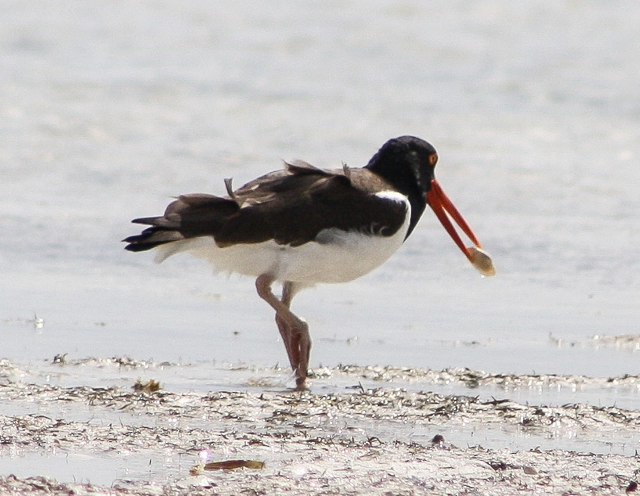 American Oystercatcher - ML616261412