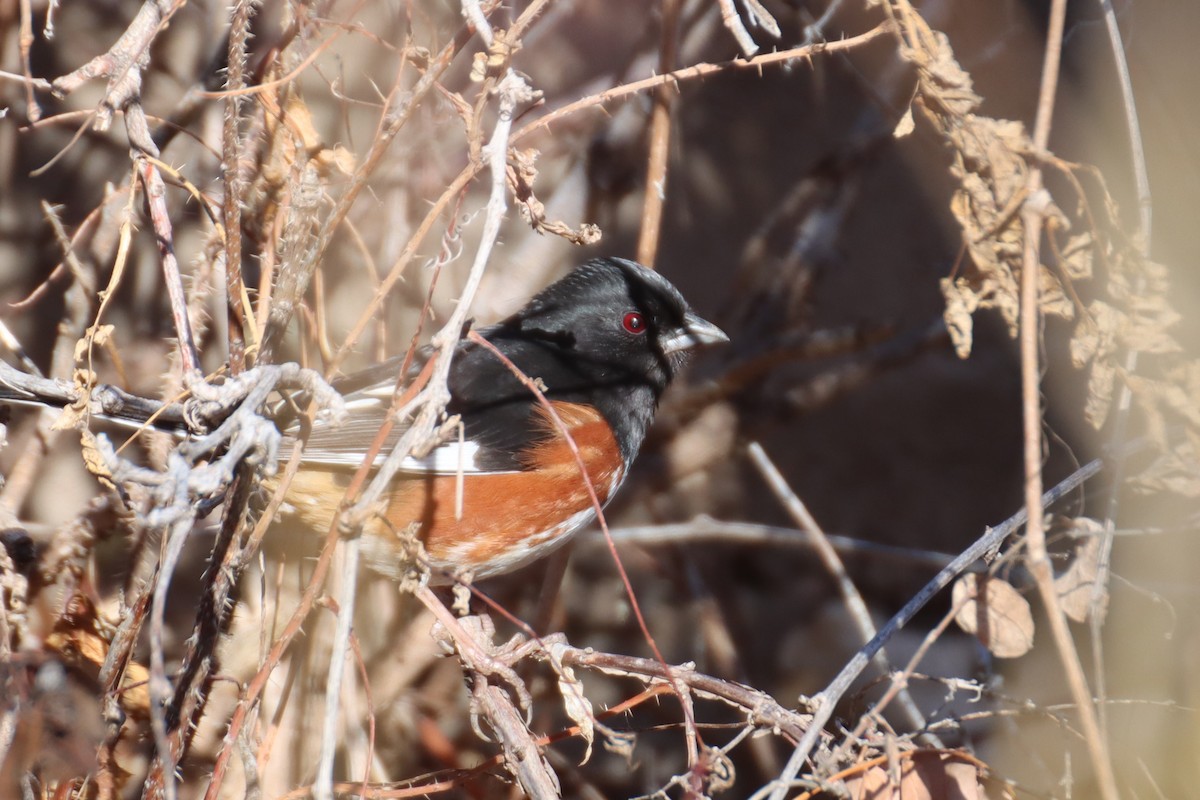 Eastern Towhee - ML616261425