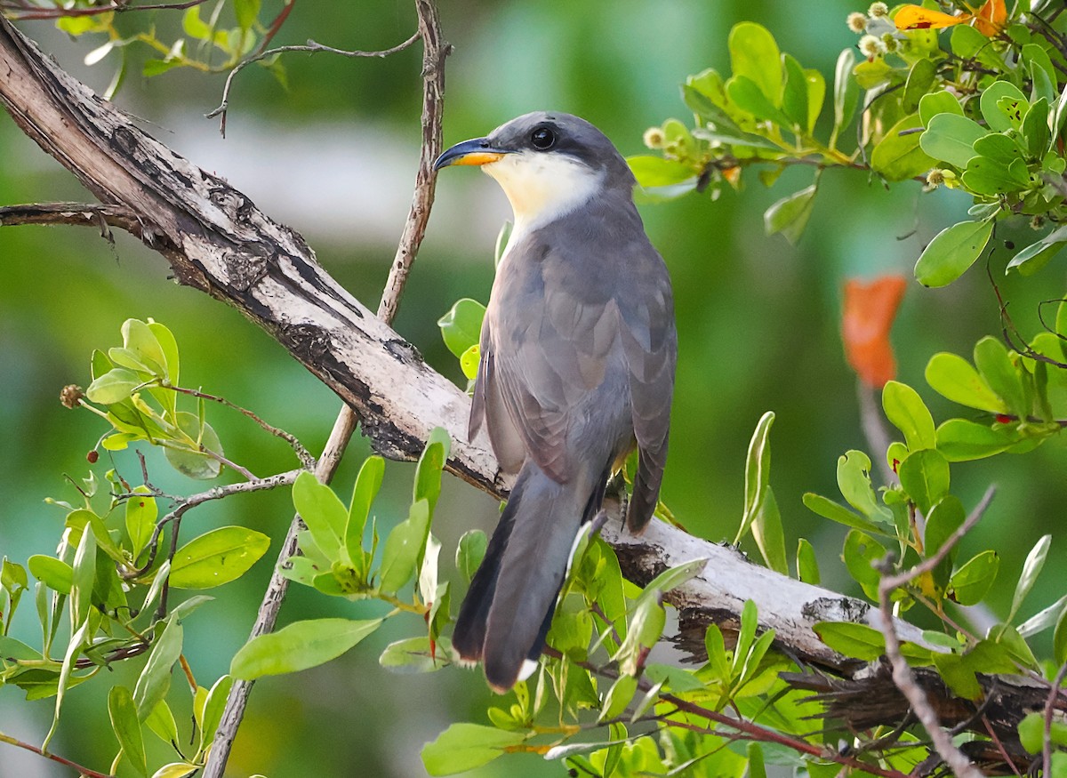 Mangrove Cuckoo - Tonja Wight