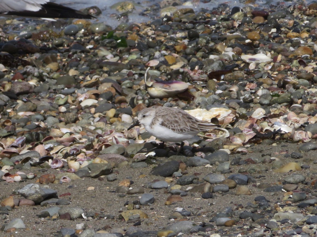 Bécasseau sanderling - ML616261467