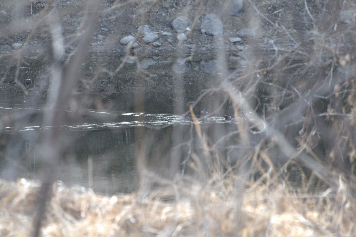 Wood Duck - ML616261471