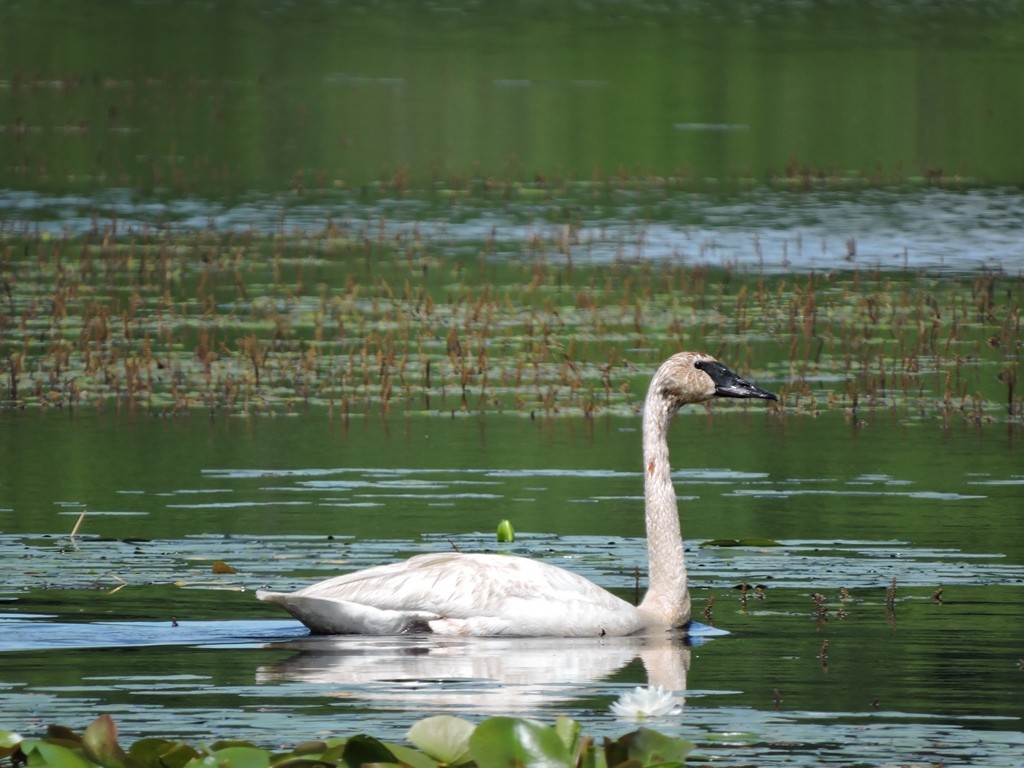 Trumpeter Swan - ML61626151