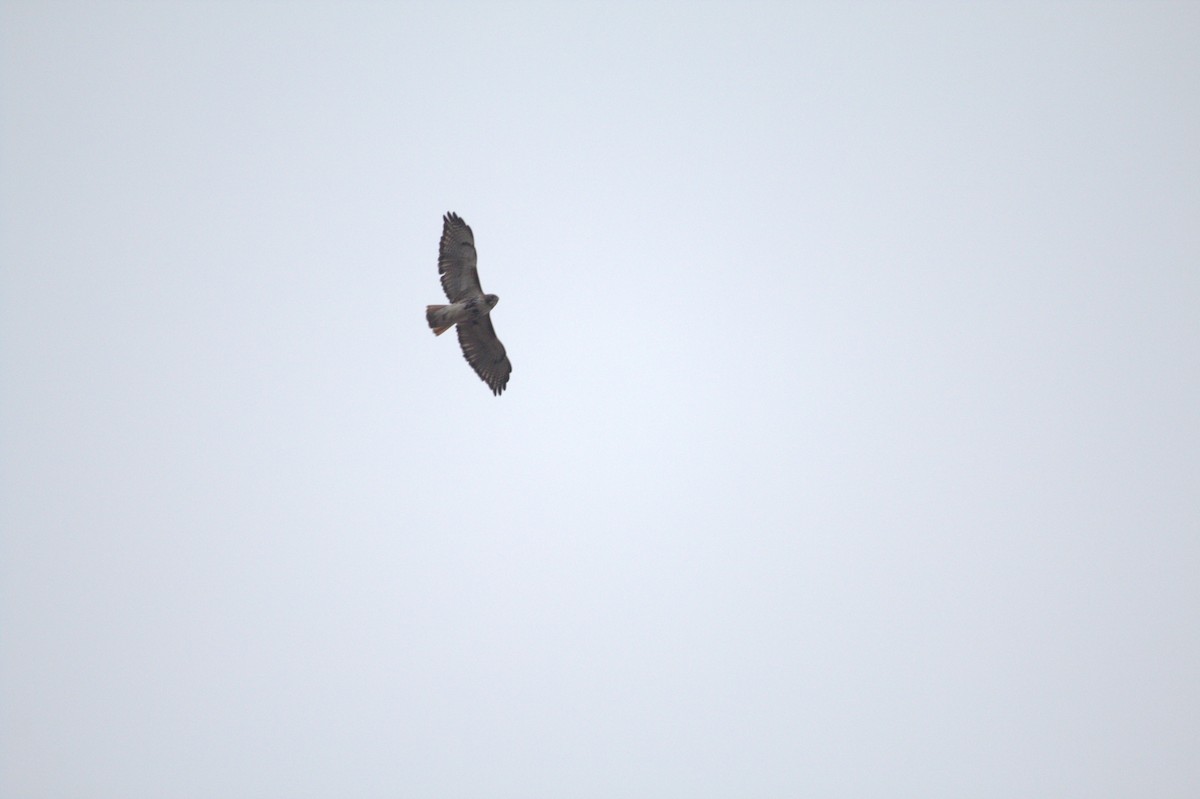Red-tailed Hawk - ML616261512