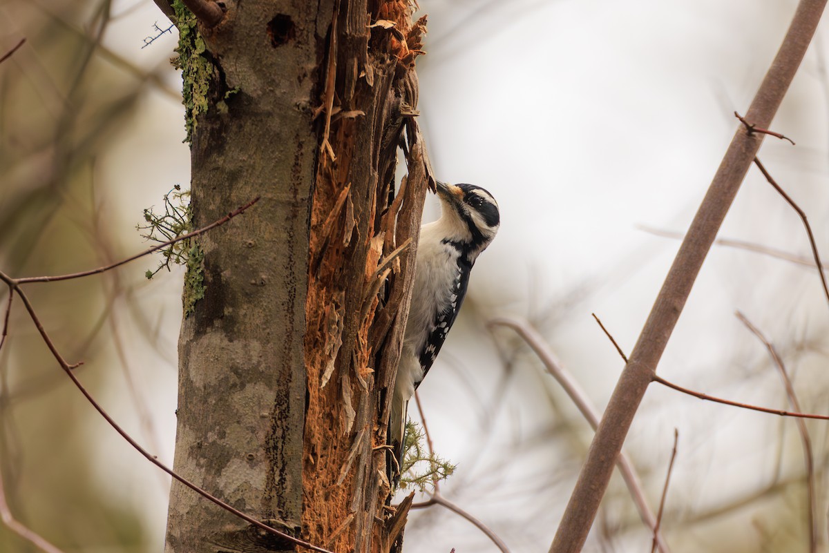 Hairy Woodpecker - ML616261516