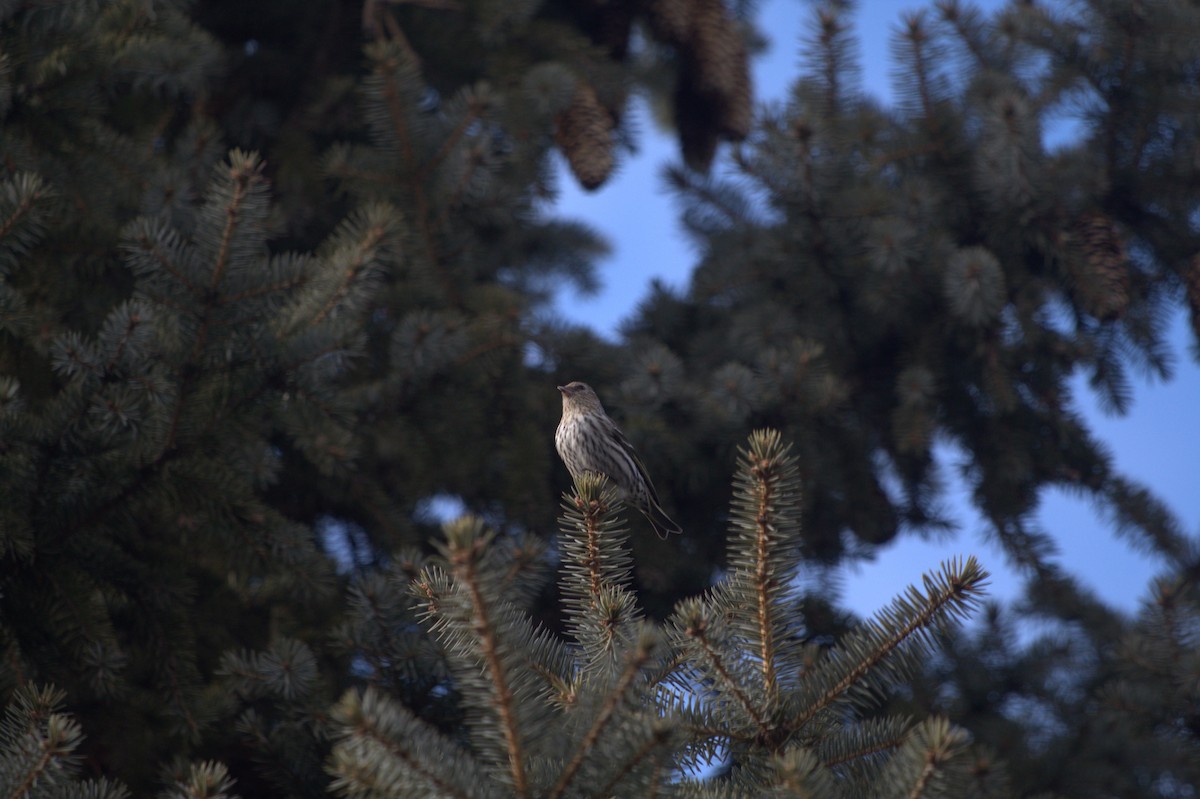 Pine Siskin - ML616261518