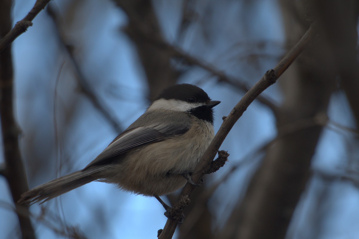 Black-capped Chickadee - ML616261551