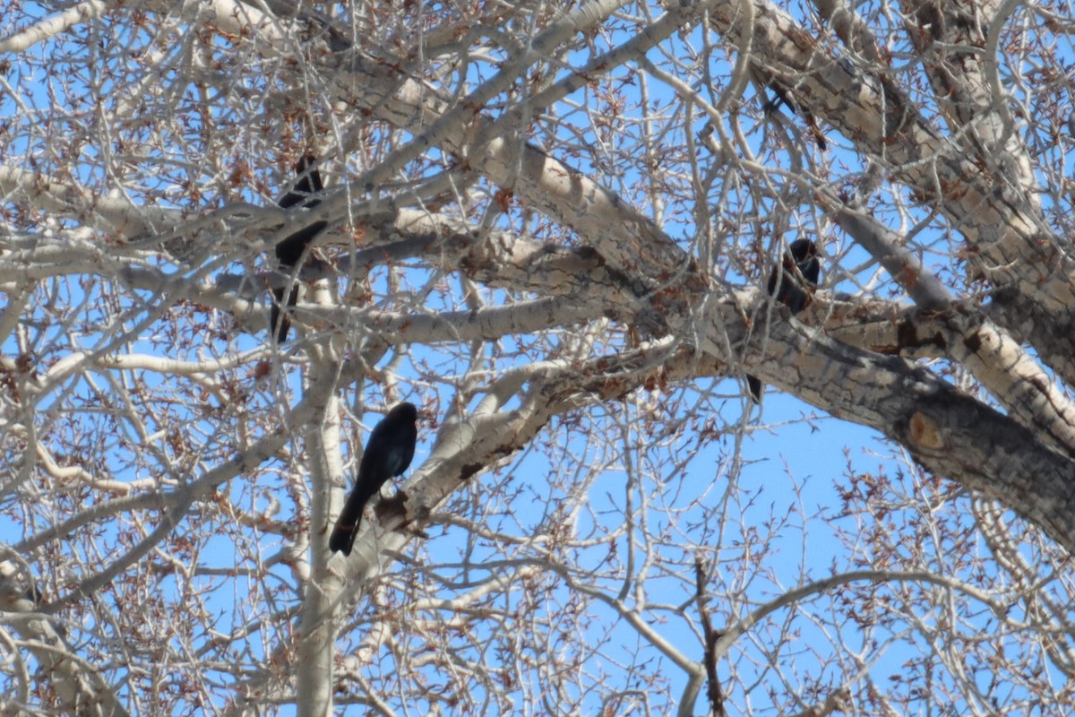 Great-tailed Grackle - Kathy Mihm Dunning