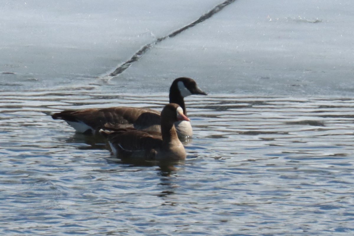 Greater White-fronted Goose - ML616261595