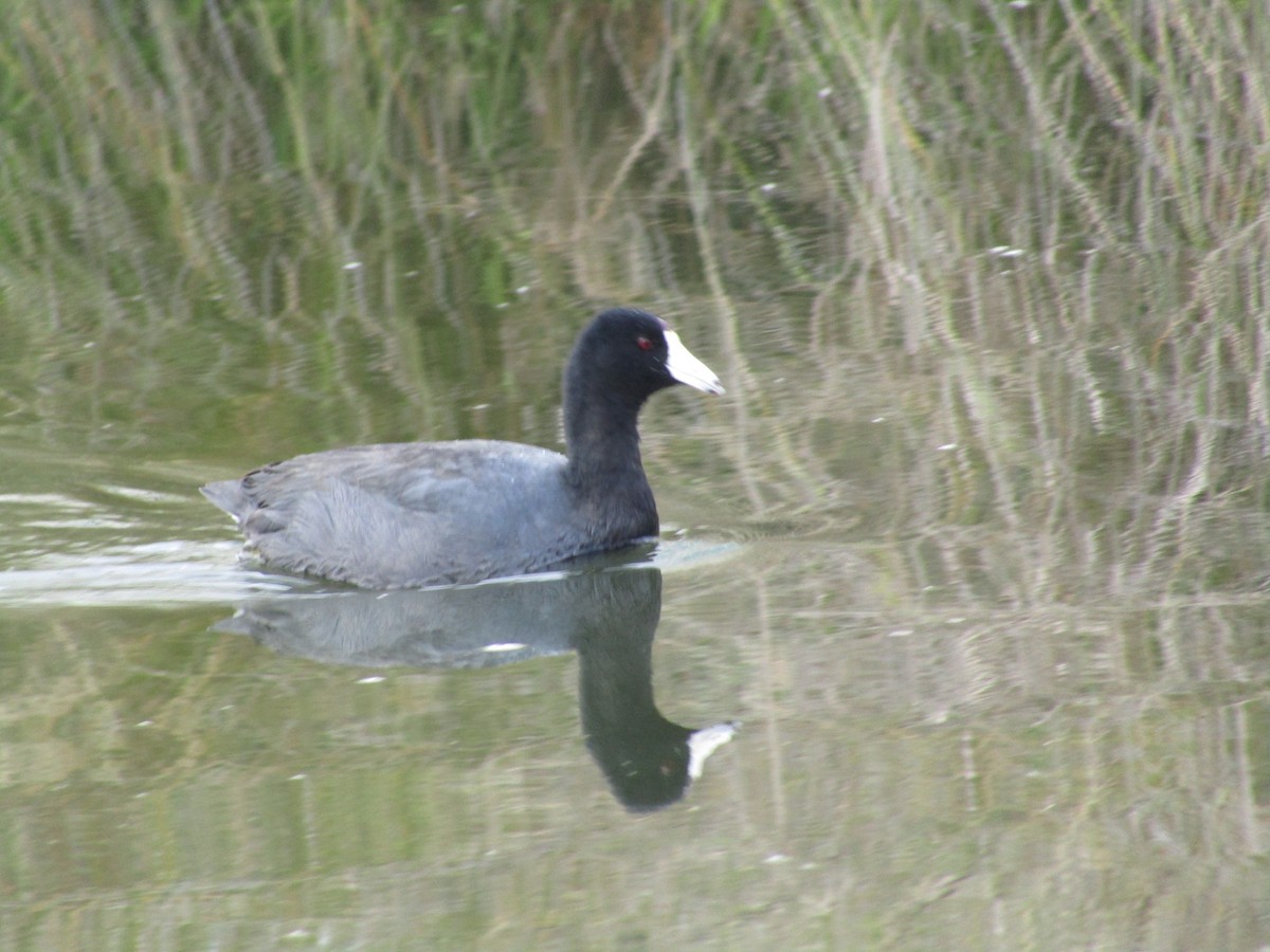 American Coot - Douglas Brown