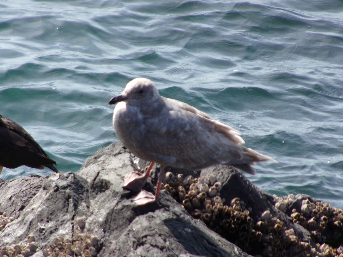 Goéland à ailes grises - ML616261683