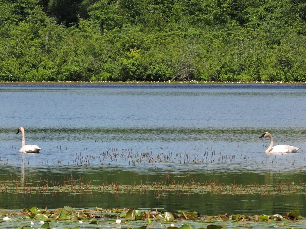 Trumpeter Swan - ML61626171