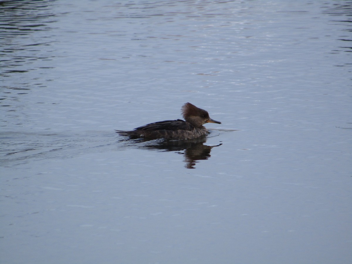 Hooded Merganser - ML616261713