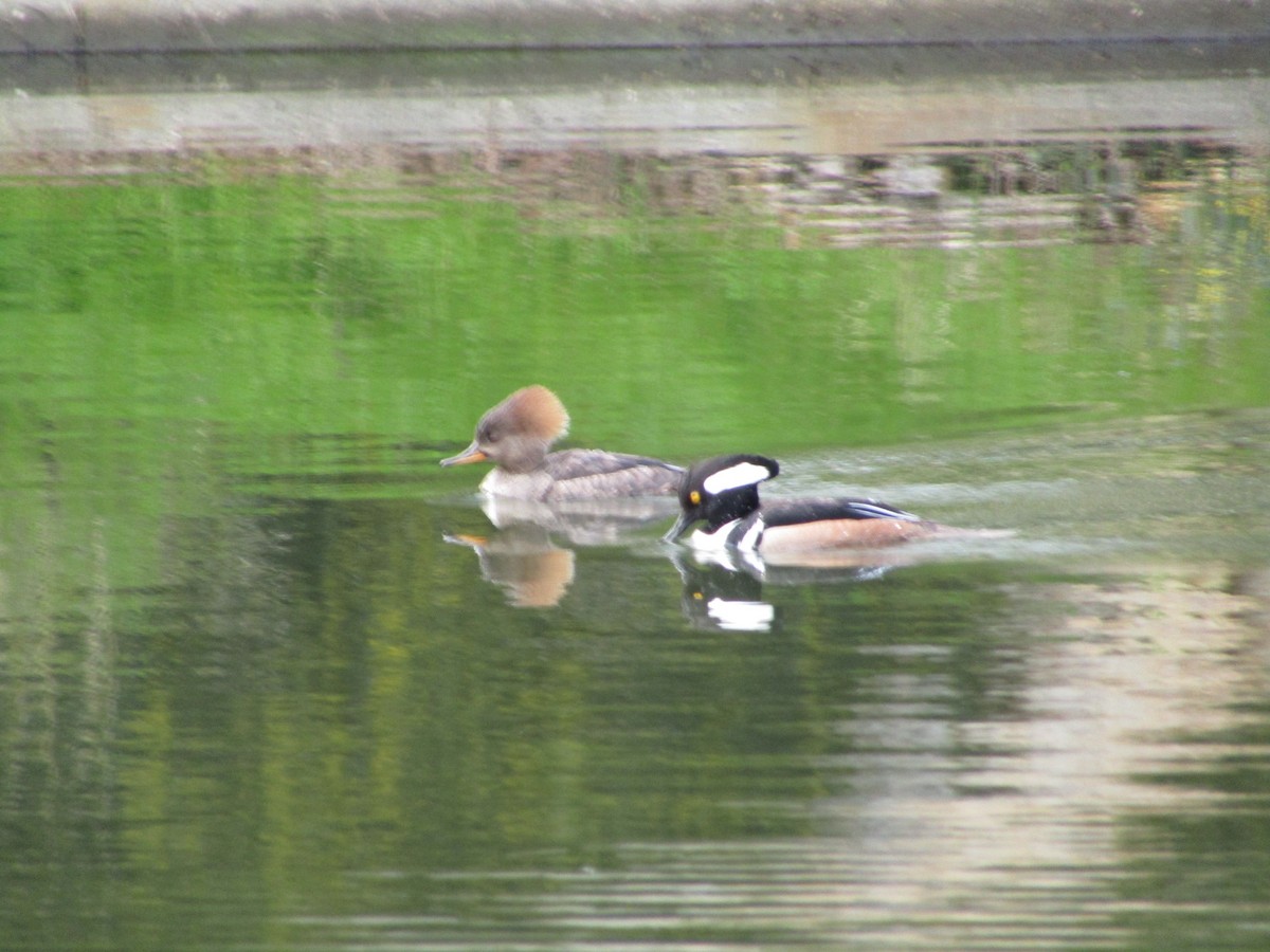 Hooded Merganser - ML616261714