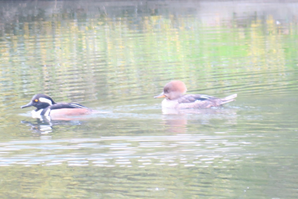 Hooded Merganser - ML616261715