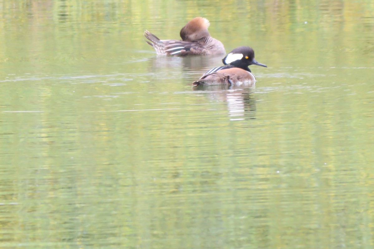 Hooded Merganser - ML616261716