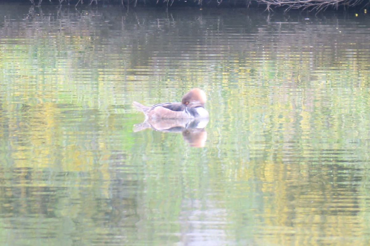 Hooded Merganser - ML616261717