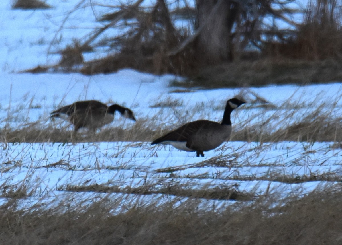 Canada Goose - ML616261743