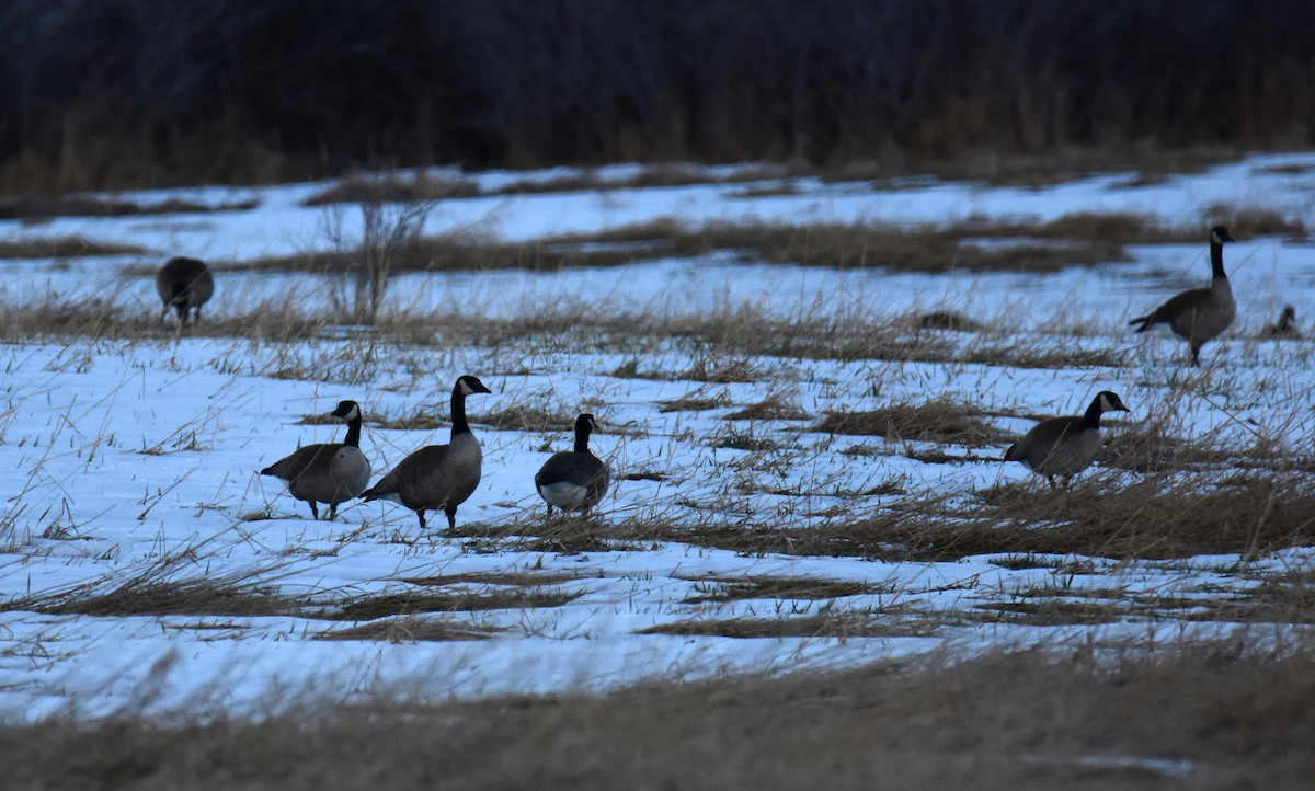 Canada Goose - ML616261751