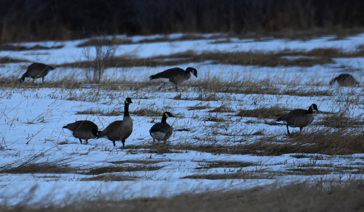 Canada Goose - ML616261754