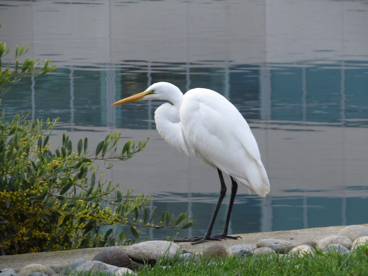 Great Egret - ML616261756