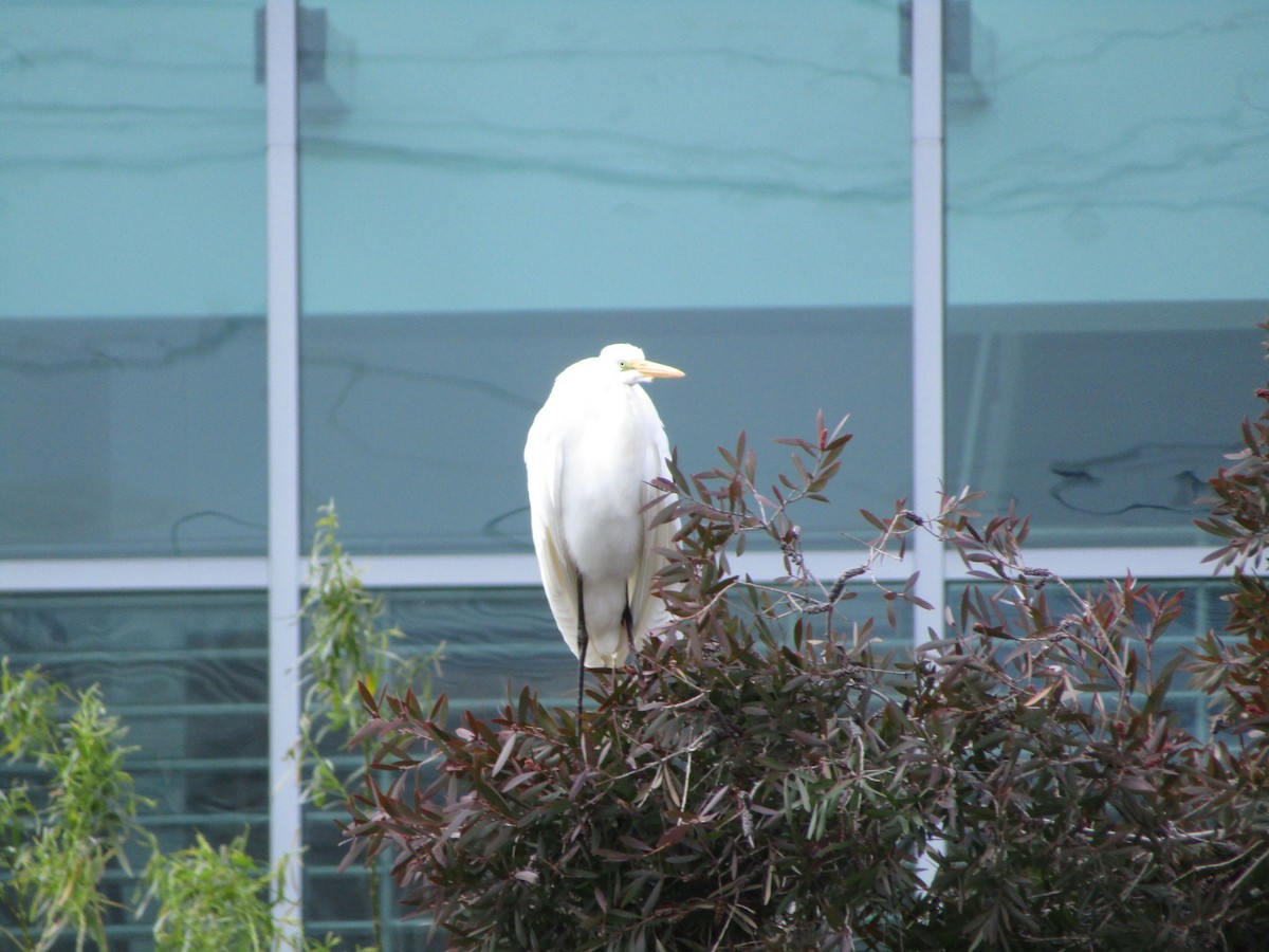 Great Egret - ML616261757