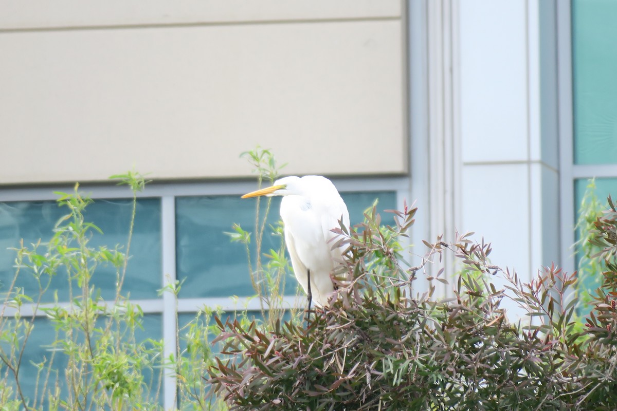 Great Egret - ML616261759