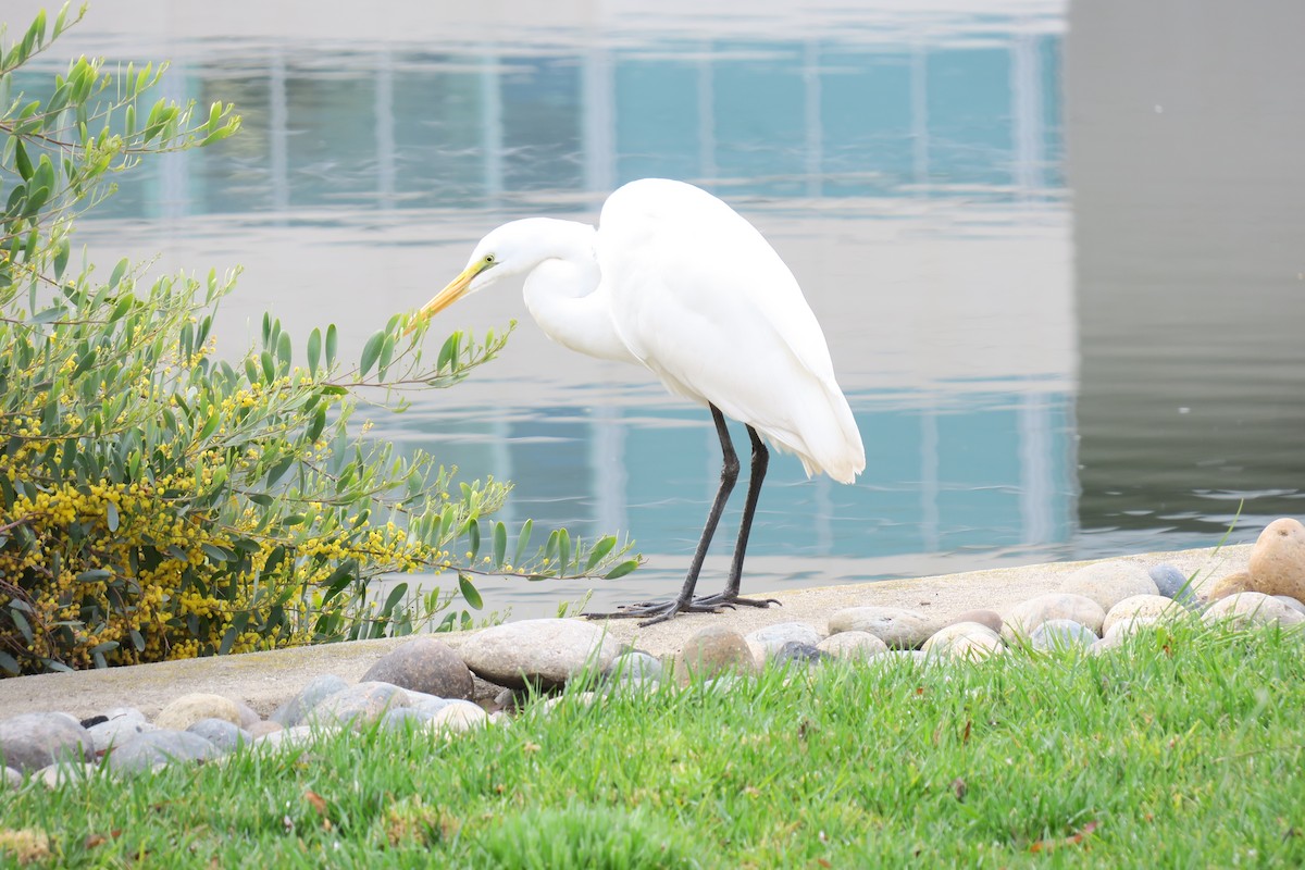 Great Egret - ML616261760