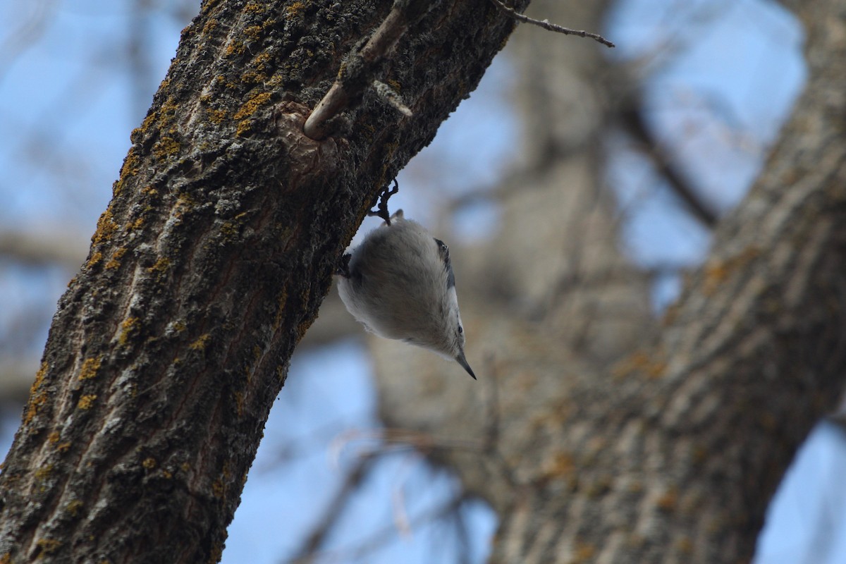 White-breasted Nuthatch - ML616261766