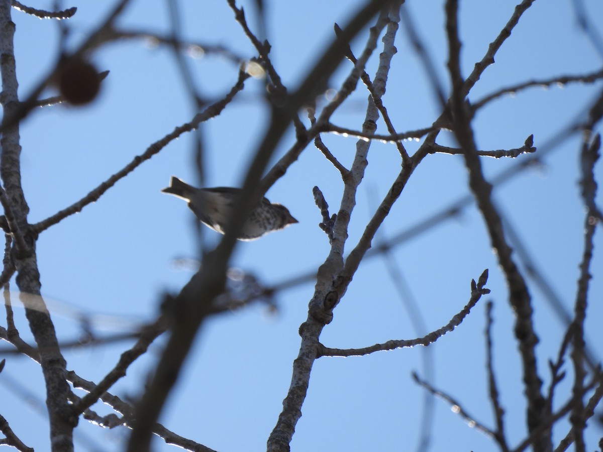 Purple Finch - ML616261767