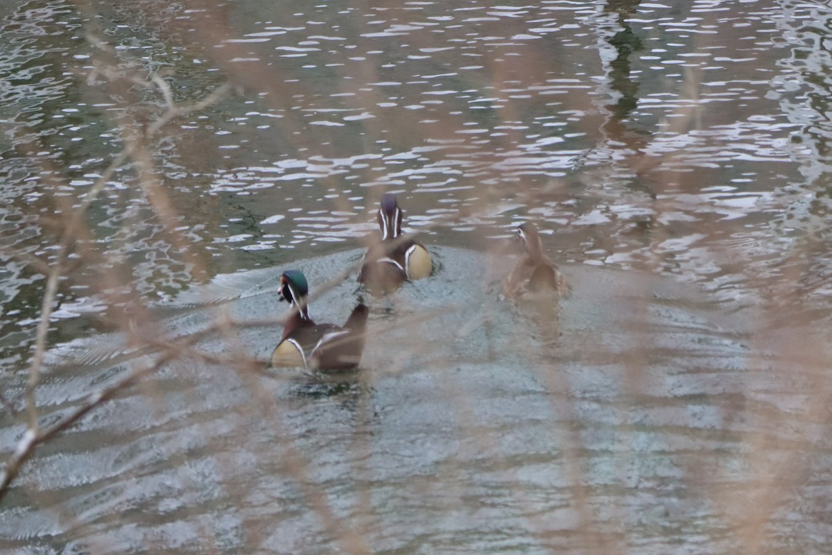 Wood Duck - ML616261781