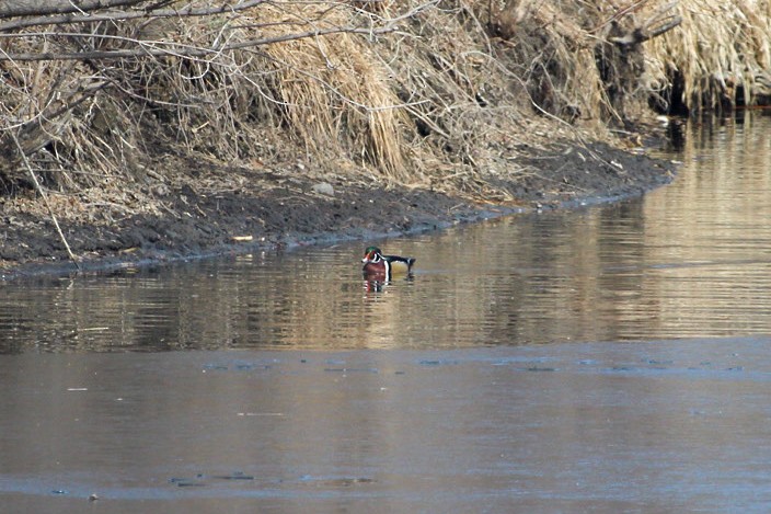 Wood Duck - ML616261783