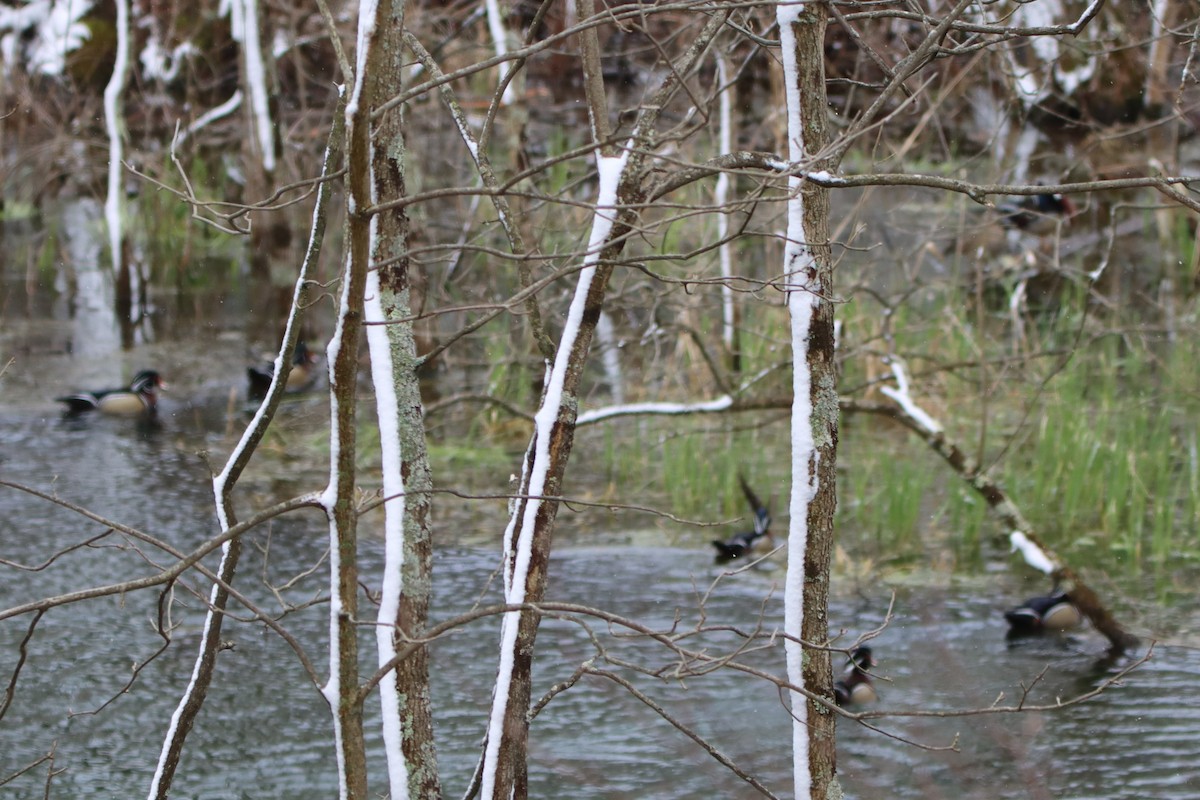 Wood Duck - ML616261787