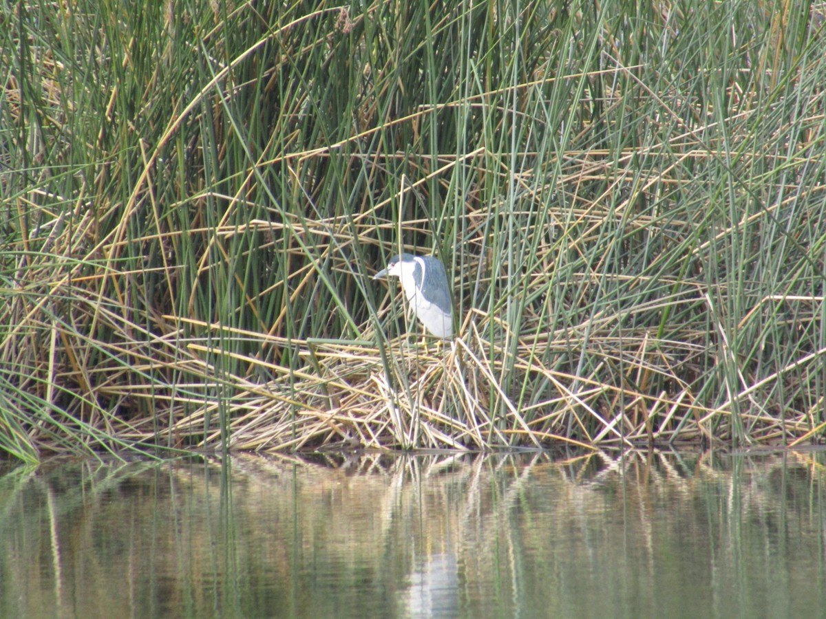 Black-crowned Night Heron - ML616261795
