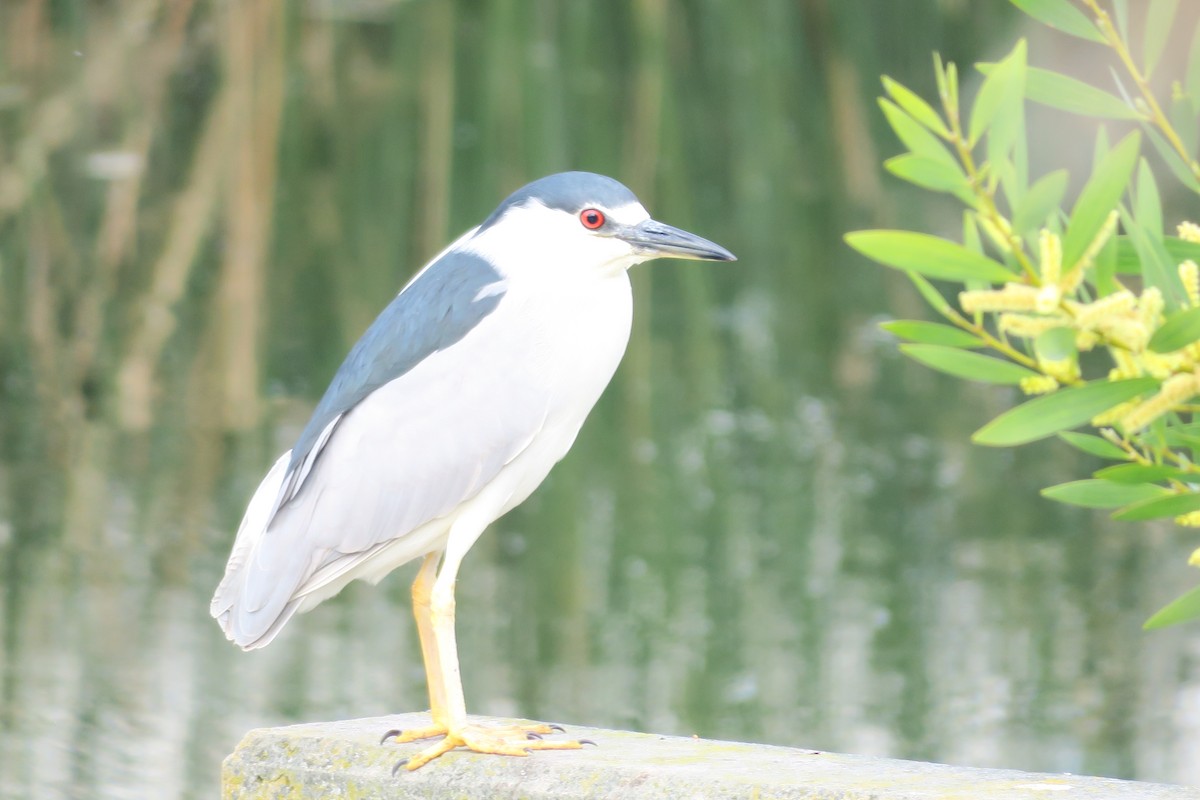 Black-crowned Night Heron - Douglas Brown