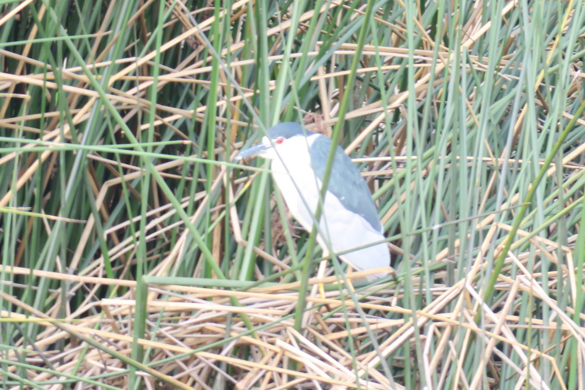 Black-crowned Night Heron - ML616261797