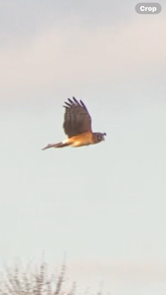 Northern Harrier - ML616261815