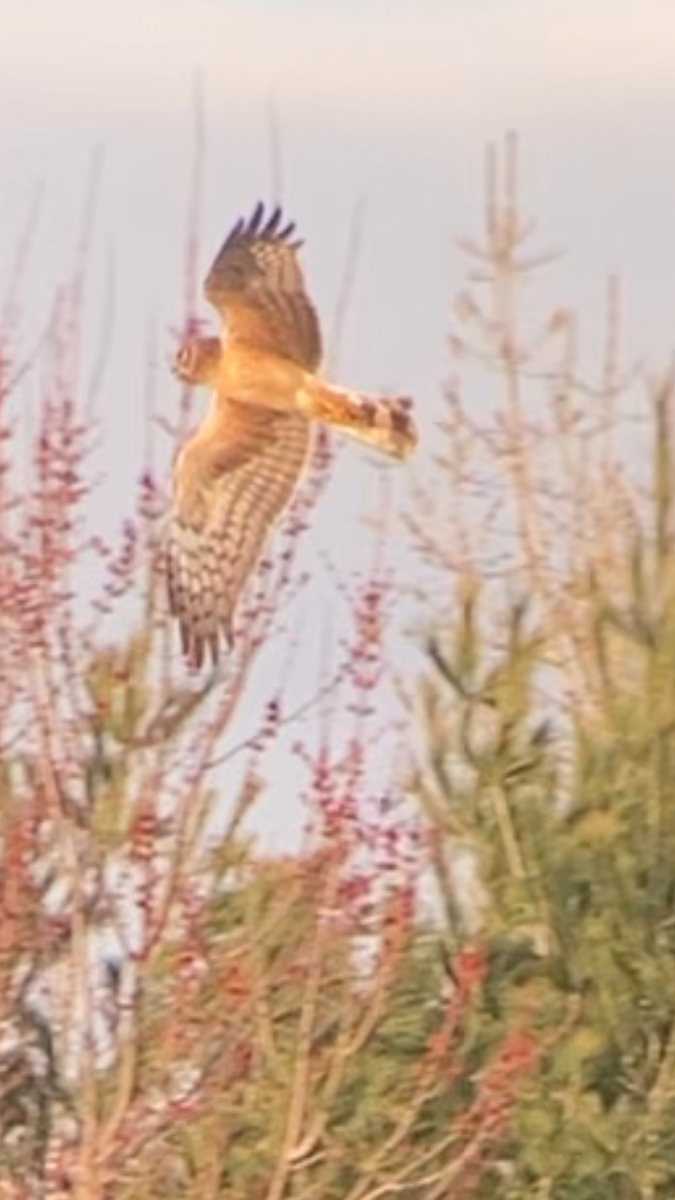 Northern Harrier - ML616261816