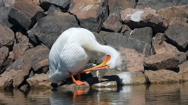 American White Pelican - ML616261819