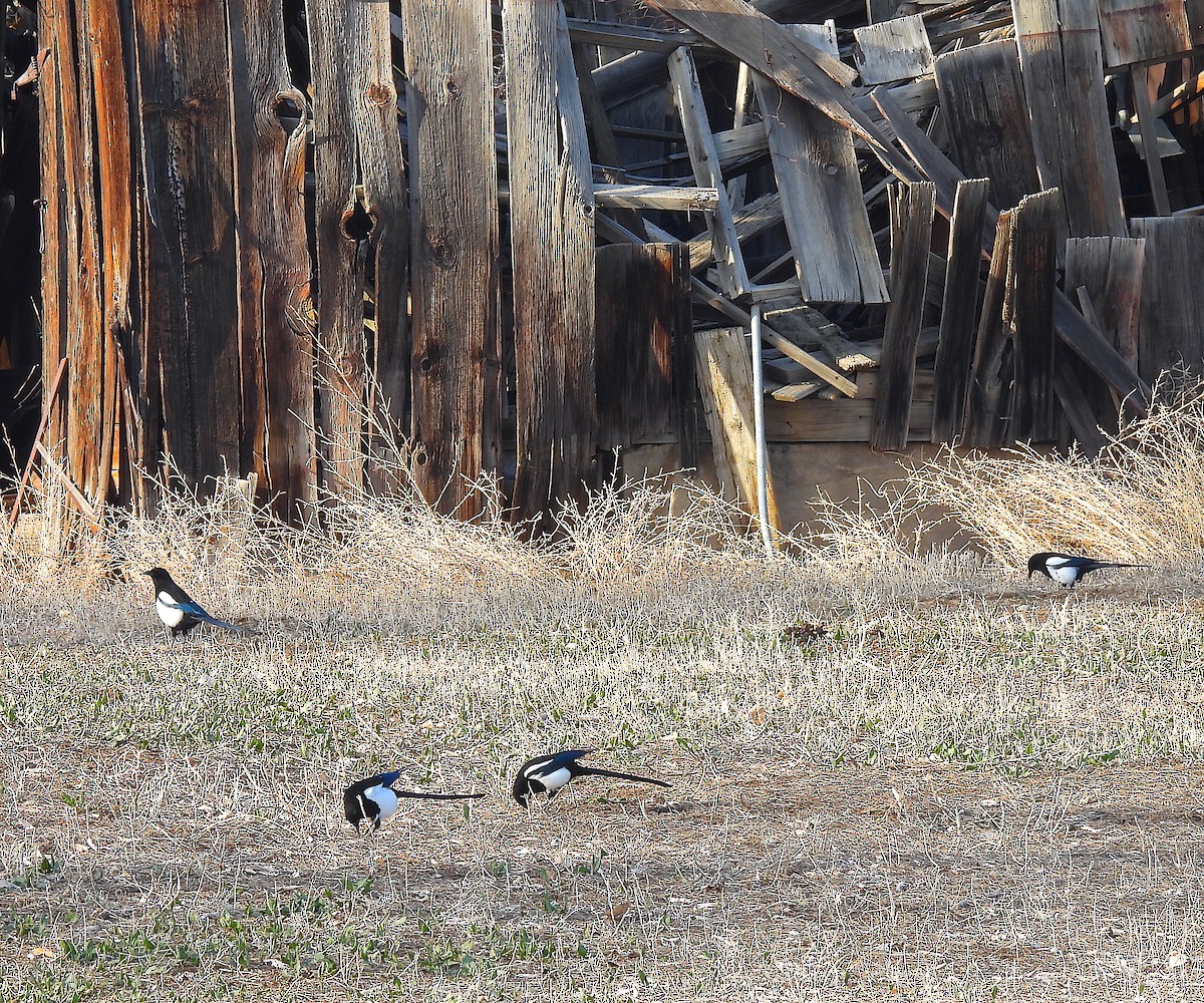 Black-billed Magpie - ML616261822